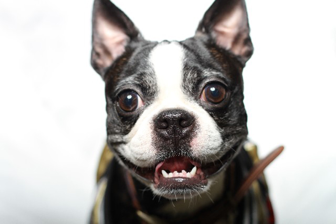 犬にも歯磨きは必要？3歳以上の犬の約80％が歯周病