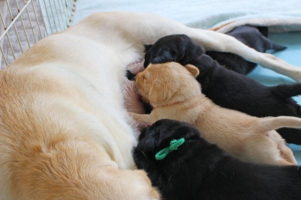 母犬と赤ちゃん犬